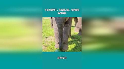 娱乐吃瓜小象是谁啊,网络红人的崛起之路